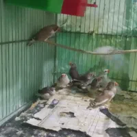 فنچ ایرانی زبرا و سفید