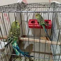 یک جفت مرغ عشق سرحال و پرانرژی