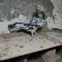 کفتر معاوضه با سگ|پرنده|نوبران, |دیوار