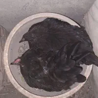 مرغ کرچ