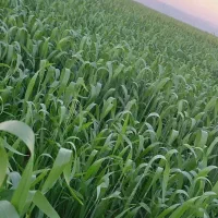 زمین کشاورزی قرق ابی برای فروش ۴هکتار|فروش دفتر صنعتی، کشاورزی، تجاری|بهبهان, |دیوار