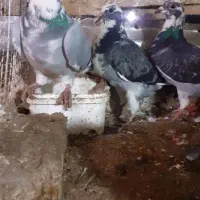 کفتر فروشی|پرنده|تربت جام, میان جام|دیوار