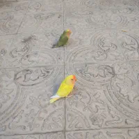 دستی|خزنده|یزد, |دیوار