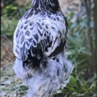 مرغ و خروس برهما|حیوانات مزرعه|قرچک, داوود آباد|دیوار