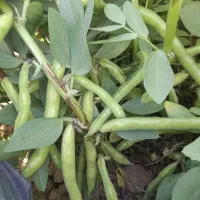 باقلا،باقله بذری و خوراکی.|عمده‌فروشی|ششده و قره بلاغ, |دیوار