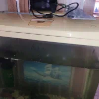 آکواریوم|ماهی|تبریز, |دیوار