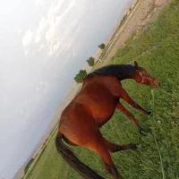 اسب کرد|اسب و تجهیزات اسبسواری|بروجرد, |دیوار