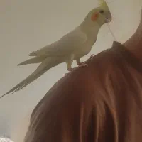 جفت طوطی عروس هلندی با قفس و لوازم|پرنده|قروه, |دیوار