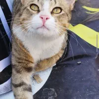 دوتا گربه
