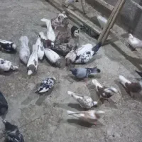 ۳۵ عدد کفتر تهرانی جفتی۱۸۰ همه سالم برا پراندن|پرنده|همدان, |دیوار