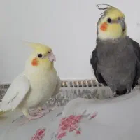 جفت عروس هلندی