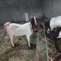 بز گلابی یا پاکستانی