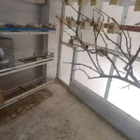 فروش ۴۰جفت فنج نرگسی شکلاتی|پرنده|ری, صالح آباد جنوبی (باغ رضوان)|دیوار