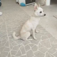 سگ اشپیتز با هوش|سگ|یزد, |دیوار