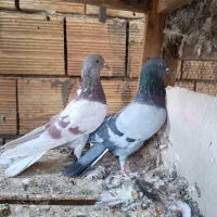 کبوتر پرشی|پرنده|کاشان, شهرک امیرالمومنین|دیوار