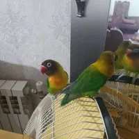 طوطی برزیلی|پرنده|شیراز, فرگاز|دیوار