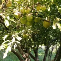فروش باغ جهان آباد