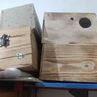 لونه عروس هلندی قفس ولونه مرغ عشق