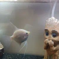 ماهی آنجل البینو نرو ماده