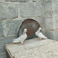 پتی والا|پرنده|پارسیان, |دیوار