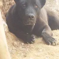 سگ سرابی نر