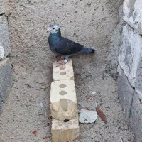 کبوتر|پرنده|بوشکان, |دیوار