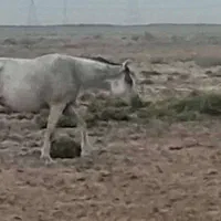 اسب حمدانی سمری