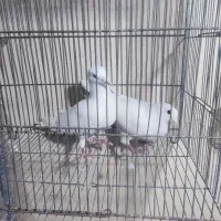 کبوتر پلاکی المانی|پرنده|فولادشهر, مسکن مهر فولادشهر|دیوار