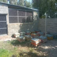 دامداری آماده مشارکت|مشارکت در ساخت املاک|هشتگرد, هشتگرد قدیم|دیوار