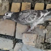 کبوتر جوجه|پرنده|طرقبه, |دیوار