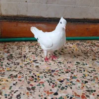 تعدادی کفتر/کبوتر رنگی و دورگ