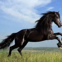 فروش اسب کورد