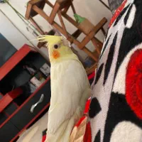 عروس لوتینو