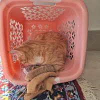 گربه گمشده|گربه|مشهد, چاهشک|دیوار