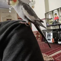 عروس هلندی|پرنده|سنندج, |دیوار