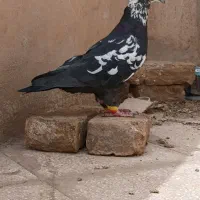 کبوتر|پرنده|سبزوار, قائم|دیوار
