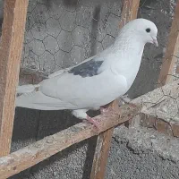 کبوتر پرواز