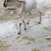 ثلاله|حیوانات مزرعه|کوهدشت, |دیوار