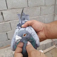 پلاکی عربستان