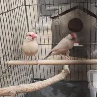 یک جفت فنچ نرگسی شکلاتی