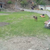 زمین ۲۵۳متر