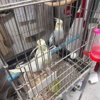 جفت عروس هلندی