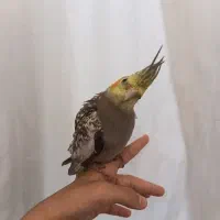 عروس هلندی ماده
