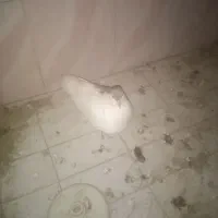 ۳عددکفتر افغانی دوعددنریک ماده +