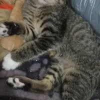 دوتا بچه گربه نر و ماده همراه مادر میدم