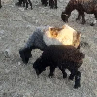میش بفروش می‌رسد میش زاتی درجه یک