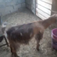۲۰راس بزداشتی هیکلی