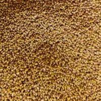 بذر یونجه محلی قارقلوق