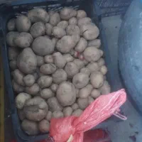 میوه|خوردنی و آشامیدنی|فسا, |دیوار