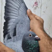 مورس دلبر و جانسن|پرنده|اهواز, کوی مهدیس|دیوار